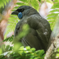 North Island Kokako